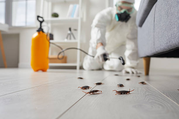 Commercial Rodent Management in Cerro Gordo